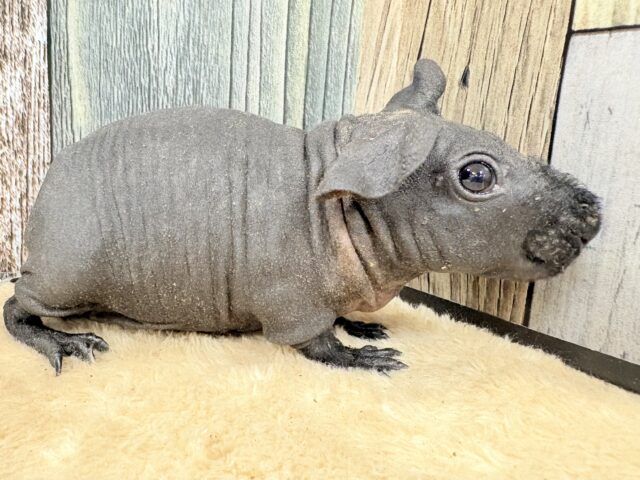 スキニーギニアピッグ