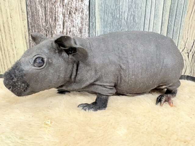 スキニーギニアピッグ