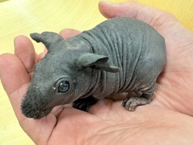 スキニーギニアピッグ