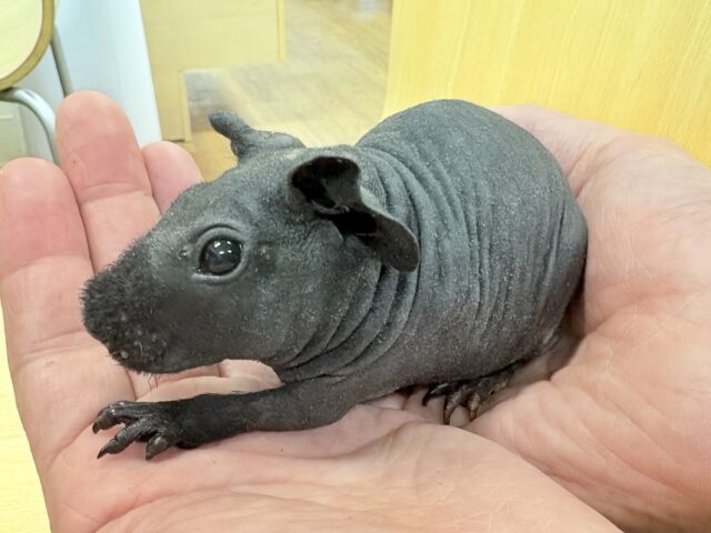 スキニーギニアピッグ