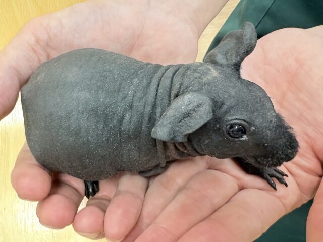 スキニーギニアピッグ