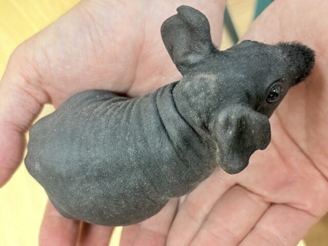 スキニーギニアピッグ