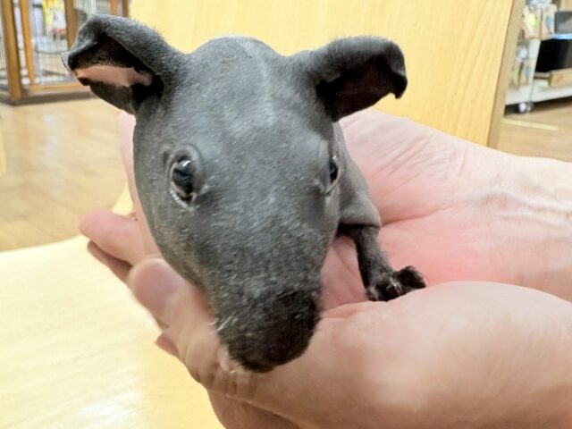 スキニーギニアピッグ