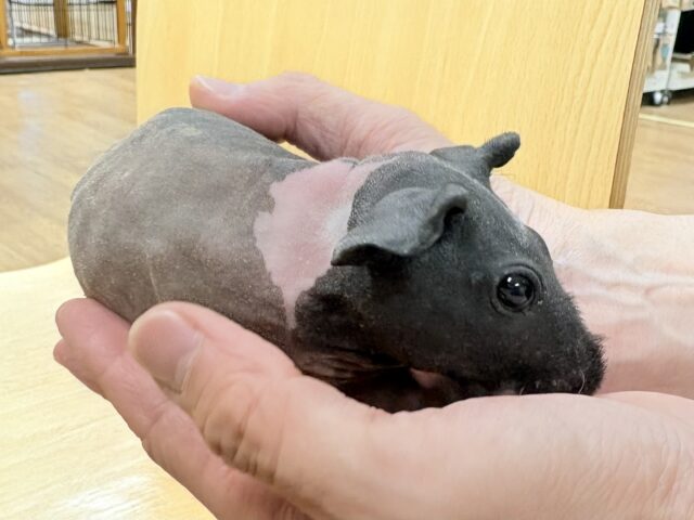 スキニーギニアピッグ