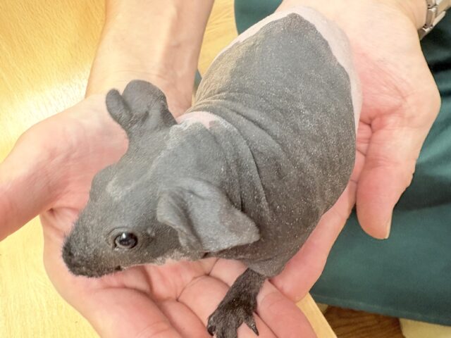 スキニーギニアピッグ