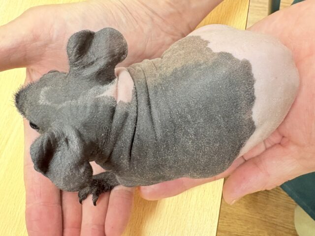 スキニーギニアピッグ