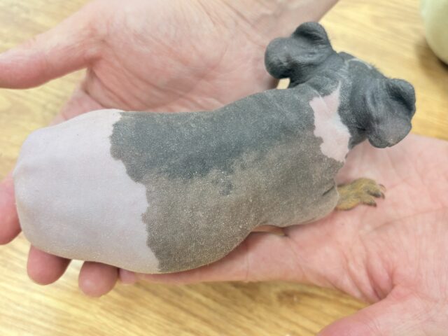 スキニーギニアピッグ