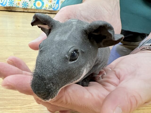 スキニーギニアピッグ