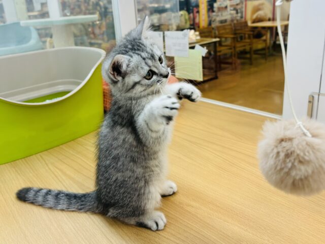 スコティッシュフォールド