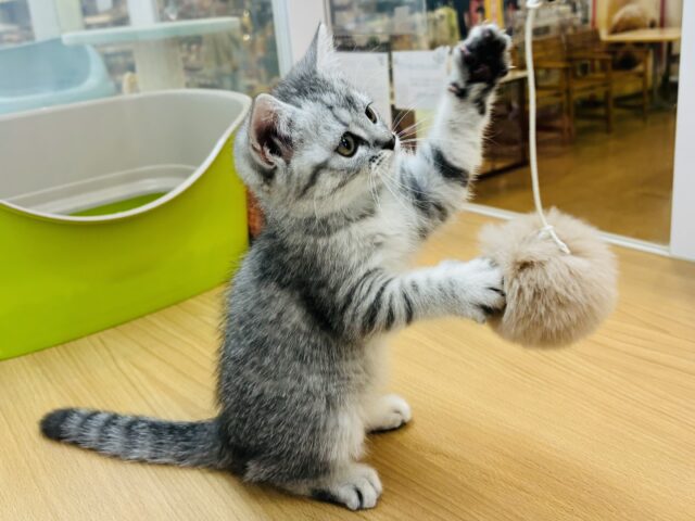 スコティッシュフォールド