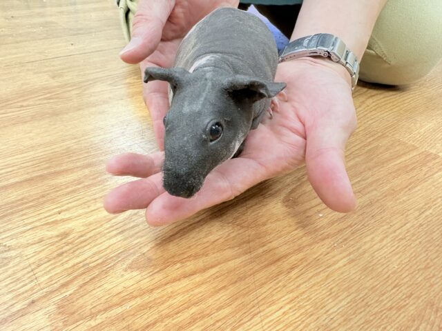 スキニーギニアピッグ