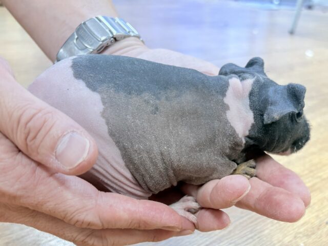 スキニーギニアピッグ