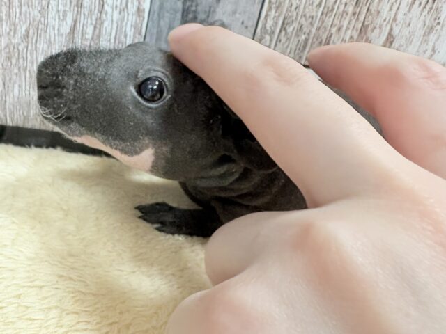 スキニーギニアピッグ