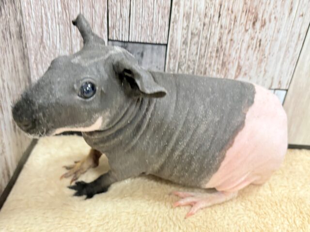 スキニーギニアピッグ