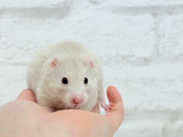 ゴールデンハムスター