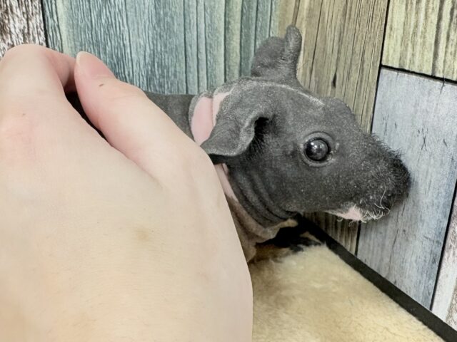 スキニーギニアピッグ