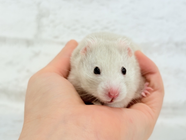 ゴールデンハムスター