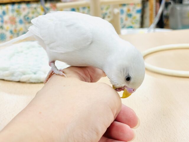 セキセイインコ