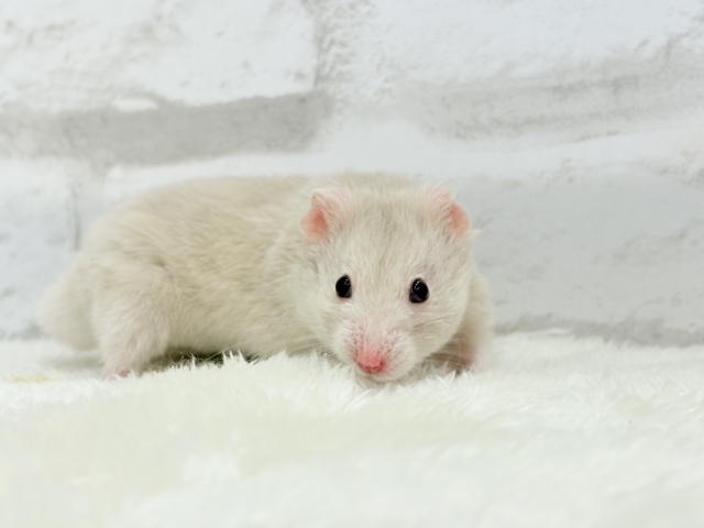 ゴールデンハムスター
