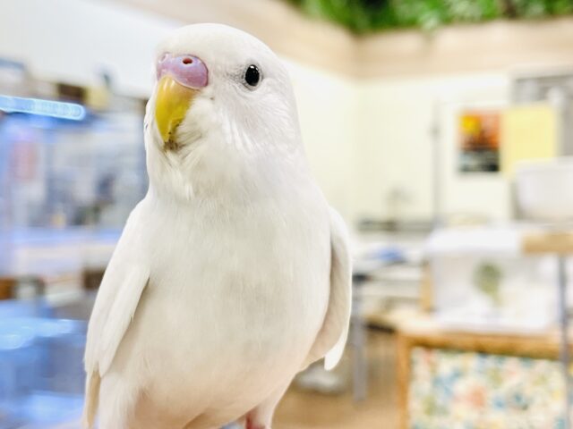 セキセイインコ