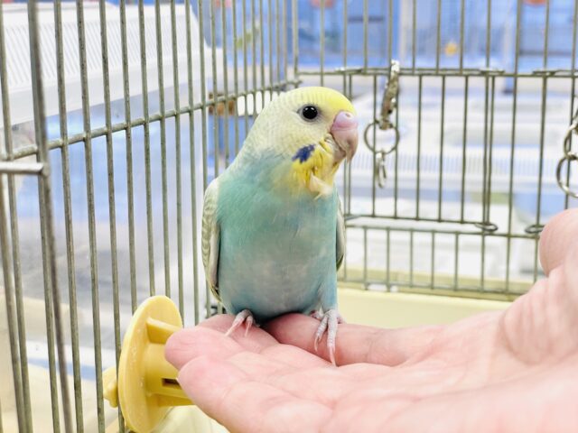 セキセイインコ