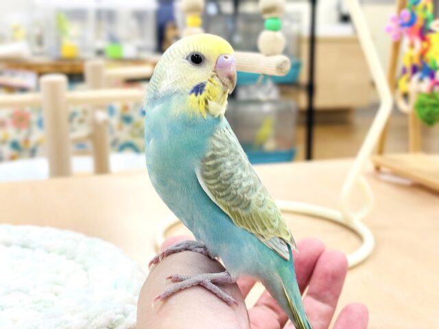 セキセイインコ