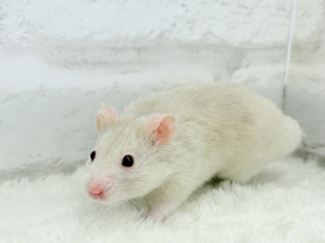ゴールデンハムスター