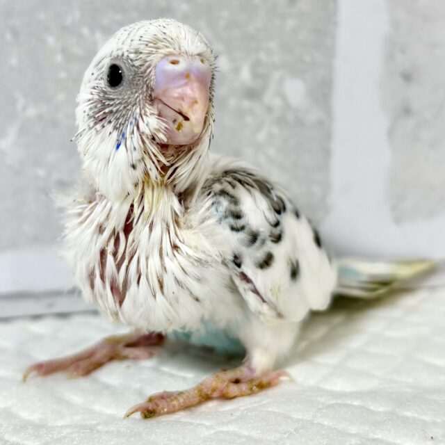 セキセイインコ