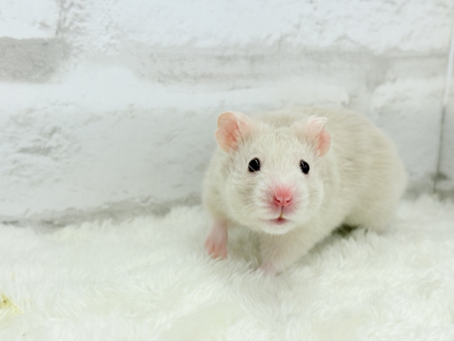 ゴールデンハムスター