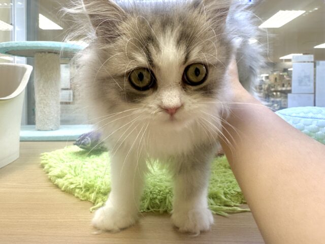 激かわ!♡♡♡ミヌエット男の子 ミヌエット