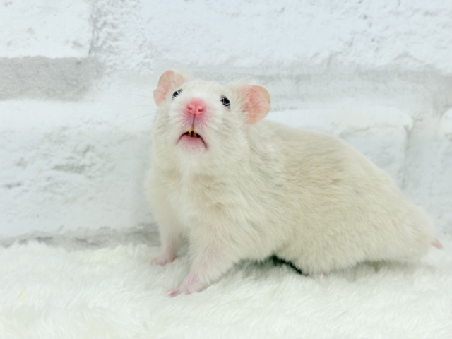 ゴールデンハムスター