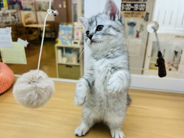 スコティッシュフォールド