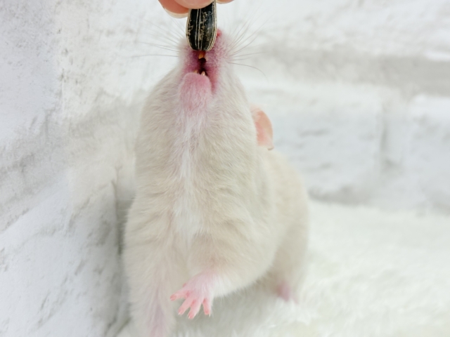 ゴールデンハムスター