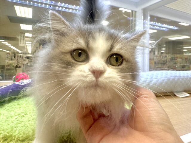 激かわ!♡♡♡ミヌエット男の子 ミヌエット