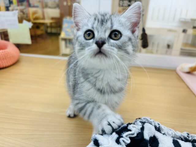 スコティッシュフォールド