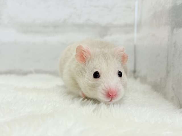 ゴールデンハムスター