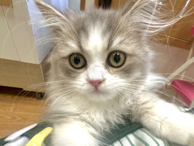 激かわ!♡♡♡ミヌエット男の子 ミヌエット