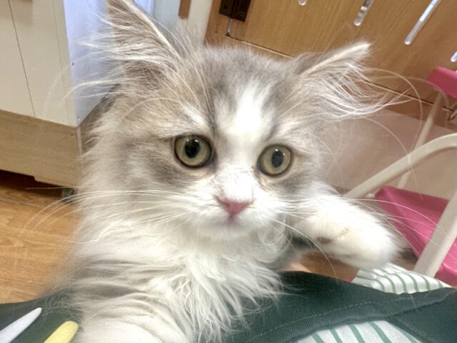 激かわ!♡♡♡ミヌエット男の子 ミヌエット