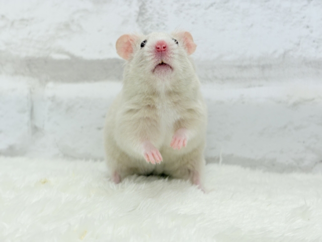 ゴールデンハムスター