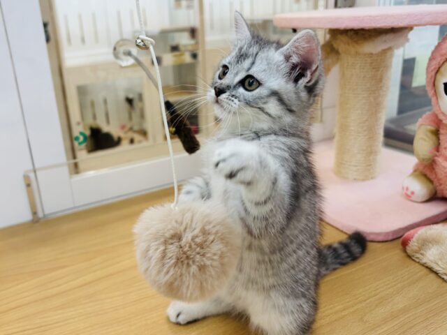 スコティッシュフォールド