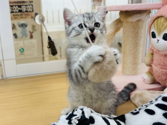 スコティッシュフォールド