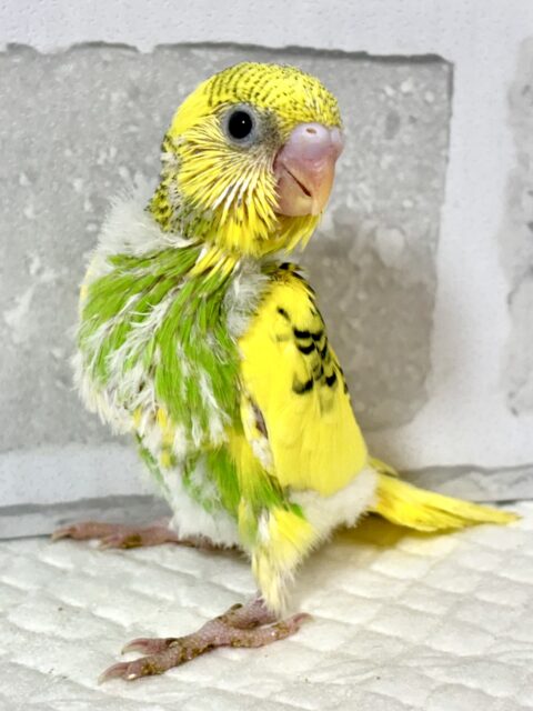 セキセイインコ