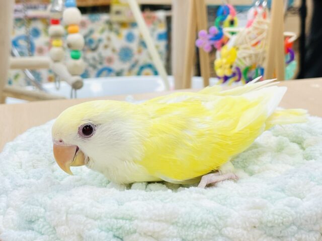 コザクラインコ（小桜インコ）