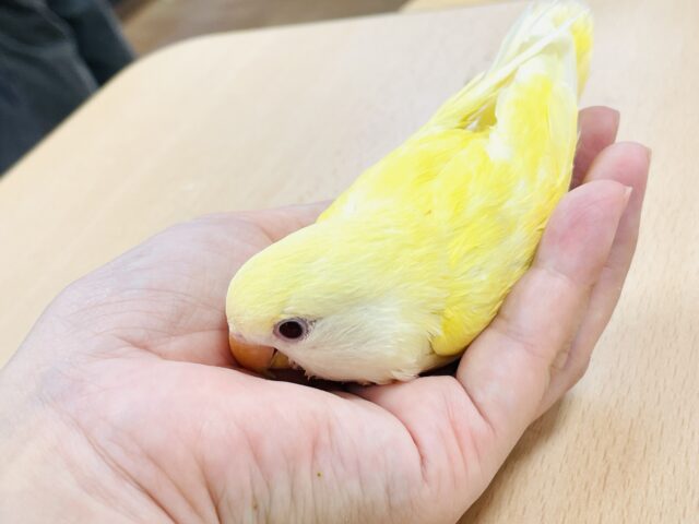 コザクラインコ（小桜インコ）