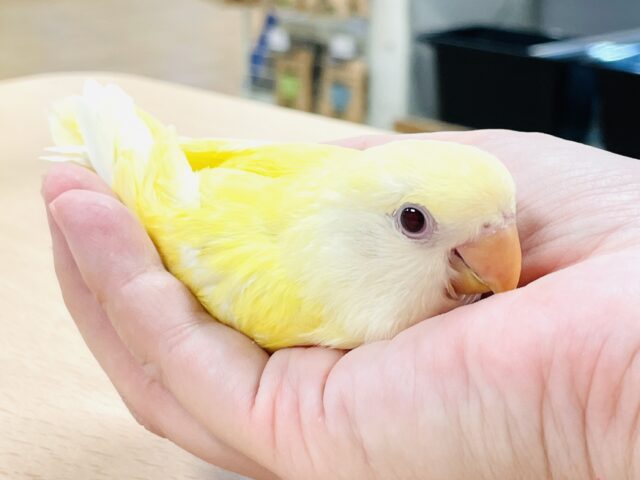 コザクラインコ（小桜インコ）