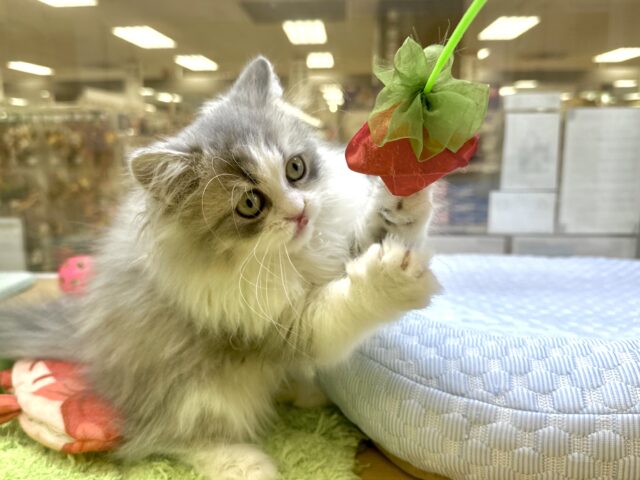 激かわ!♡♡♡ミヌエット男の子 ミヌエット