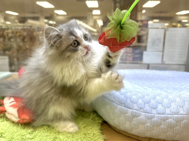 激かわ!♡♡♡ミヌエット男の子 ミヌエット