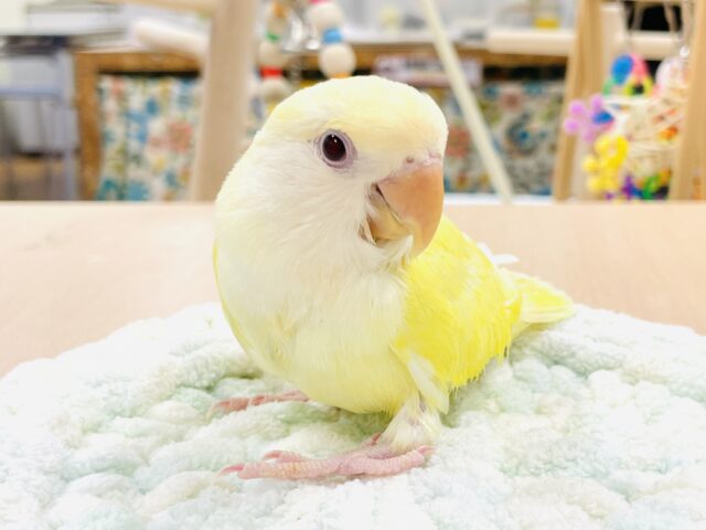 コザクラインコ（小桜インコ）
