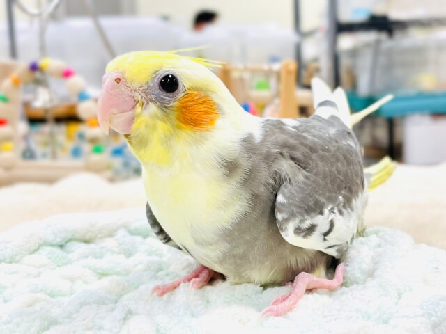オカメインコ