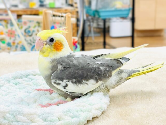 オカメインコ